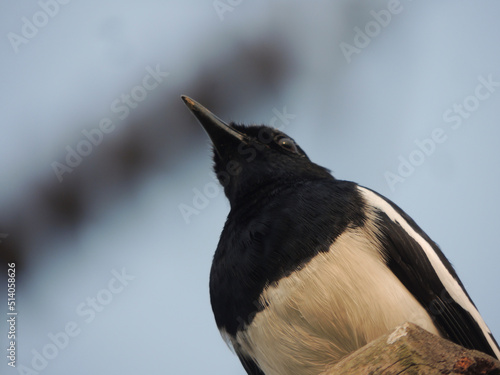 close up black wagtail bird on a branch