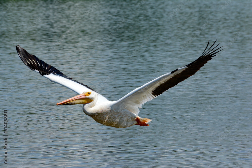Φωτογραφία American white pelican along the shore of Lake Ontario in Oshawa, Ontario, Canada