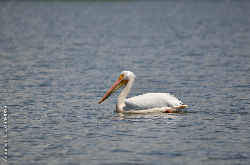 Φωτογραφία American white pelican along the shore of Lake Ontario in Oshawa, Ontario, Canada
