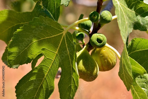 Detalle de los frutos de la higuera, ficus carica,   en su árbol en verano photo