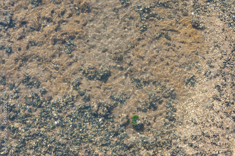 Shells in water of Nisqually river in the Billy Frank Jr. Nisqually National Wildlife Refuge, WA, USA Shells in water of Nisqually river in the Billy Frank Jr. Nisqually National Wildlife Refuge, WA, USA