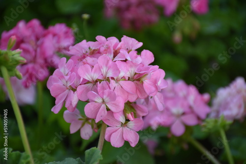 summer garden flowers