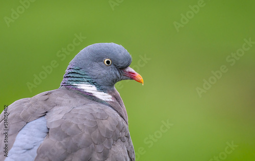 A common wood pigeon  Columba palumbus  a close-up head portrait  Germany