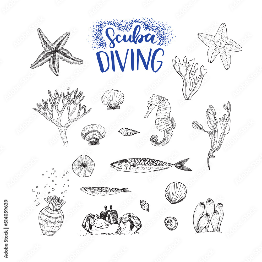Marine life hand drawn sketches. Set of line drawing illustration of sea creatures- crab, actininia, sea shells, fish, starfish, seahorse, corral, algae, seaweed and lettering inscription Scuba Diving Marine life hand drawn sketches. Set of line drawing illustration of sea creatures- crab, actininia, sea shells, fish, starfish, seahorse, corral, algae, seaweed and lettering inscription Scuba Diving