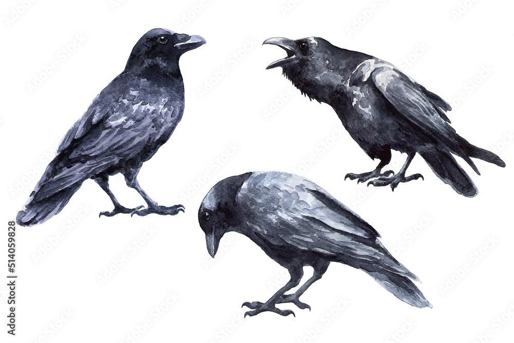 Fototapeta premium Three black birds raven isolated on white background. Watercolor drawing. Corvus corax