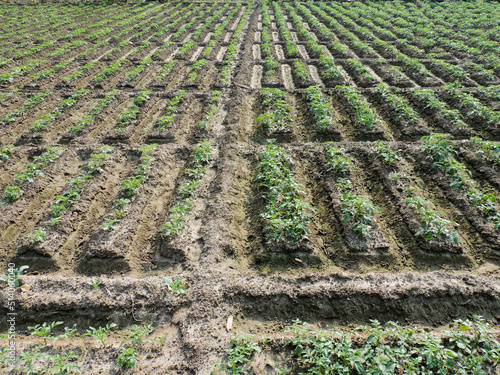 rows of field in harvesting farm land
