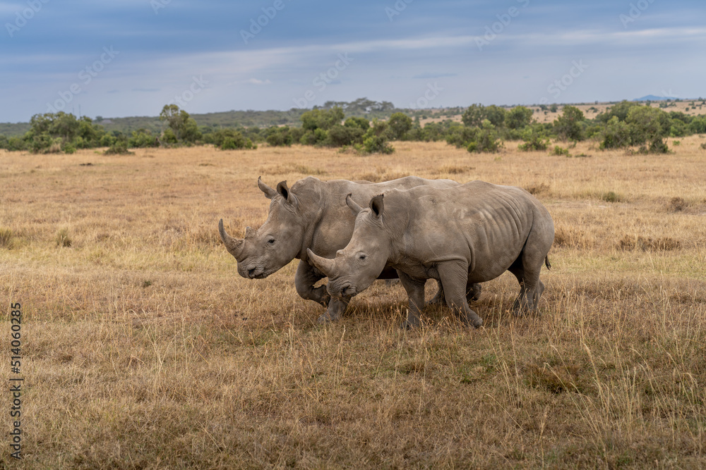 Fototapeta premium White Rhinoceros Ceratotherium simum Square-lipped Rhinoceros at Khama Rhino Sanctuary Kenya Africa.