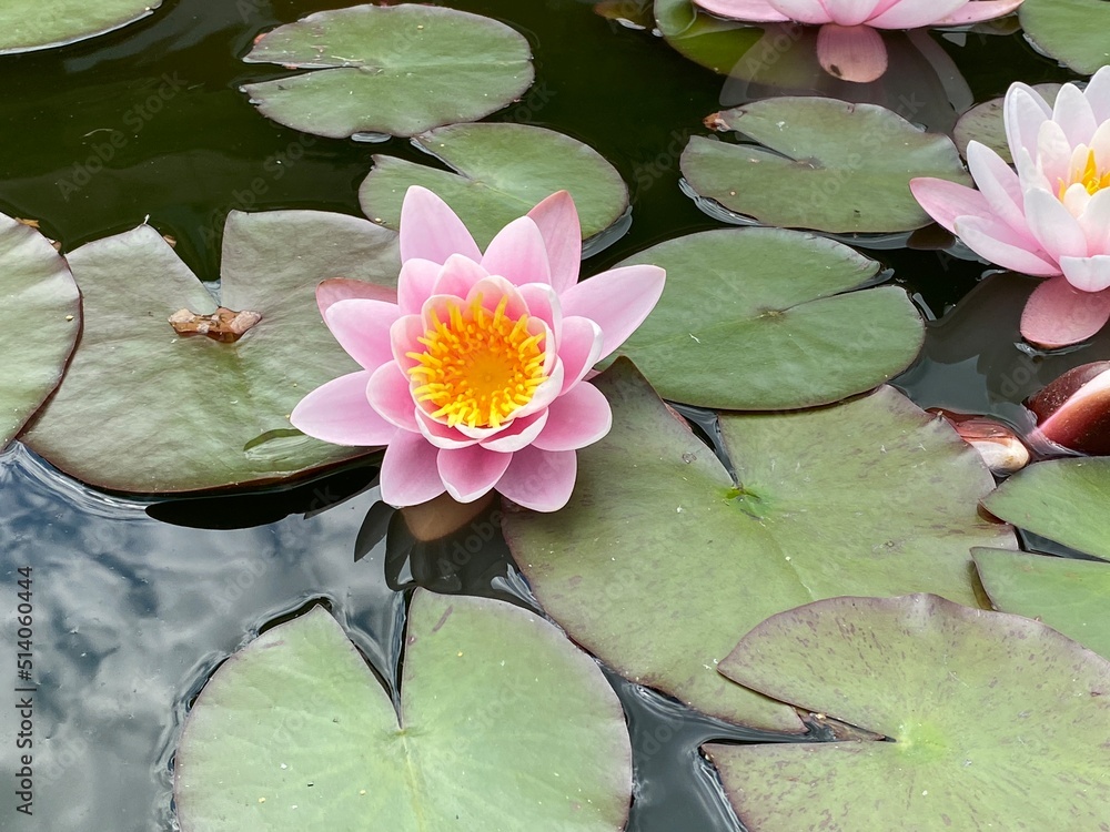 pink water lily closeup detail