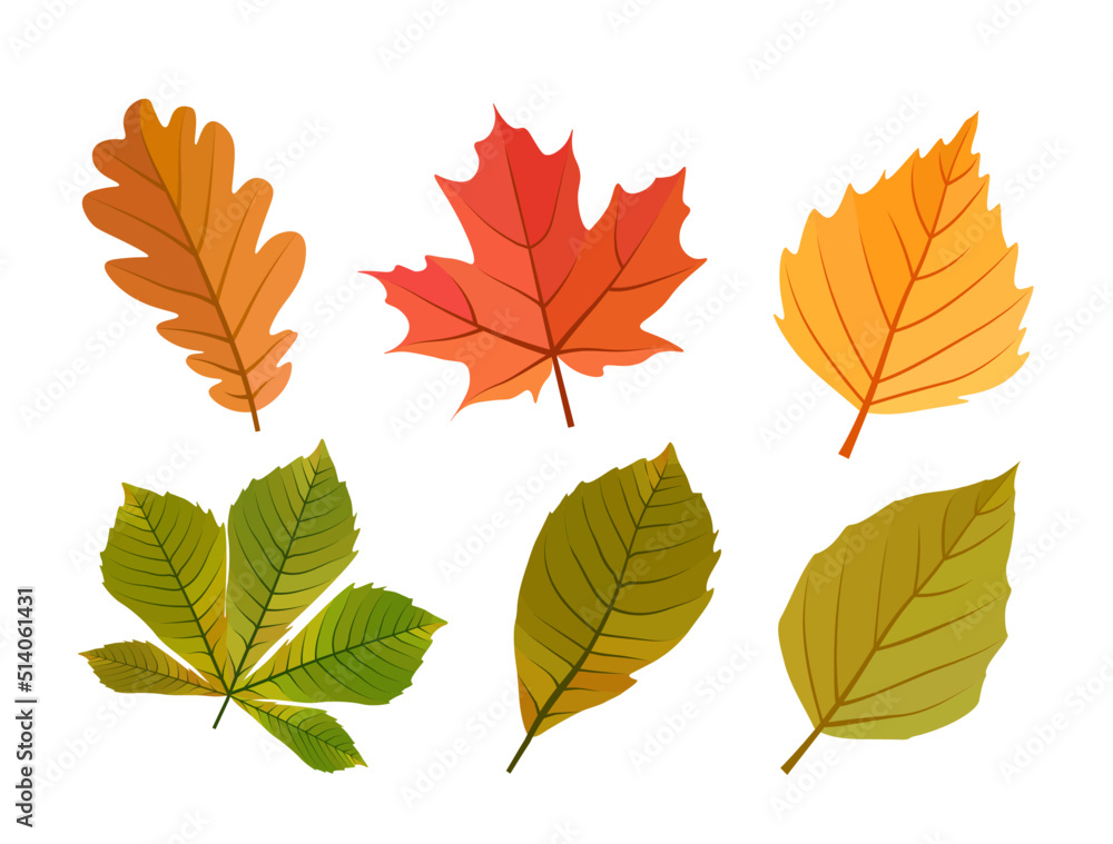 Fototapeta premium Set of autumn leaves cartoon vector illustration. Six fall red, yellow, green, orange leaves. Birch, maple, oak, chestnut. On white background