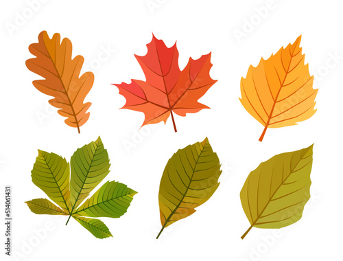 Set of autumn leaves cartoon vector illustration. Six fall red, yellow, green, orange leaves. Birch, maple, oak, chestnut. On white background