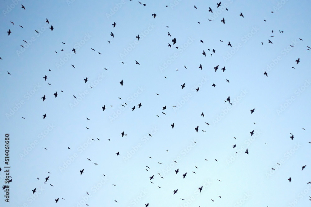 Exposed blue sky full of birds flying overhead Exposed blue sky full of birds flying overhead