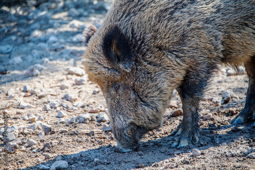 Head shot of a pig