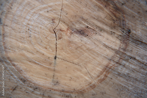 Wet wood on the cut. Aspen, a close-up cut.