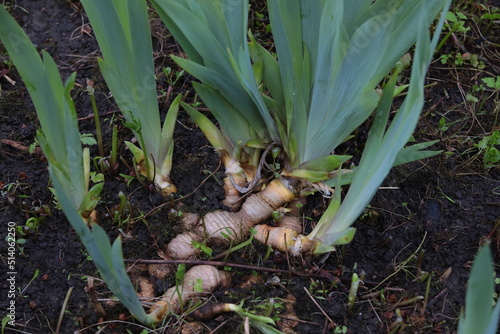 Tubers of the iris plant in the ground close-up