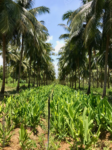 Turmeric spice plants intercropped with coconut growing in Sri Lanka