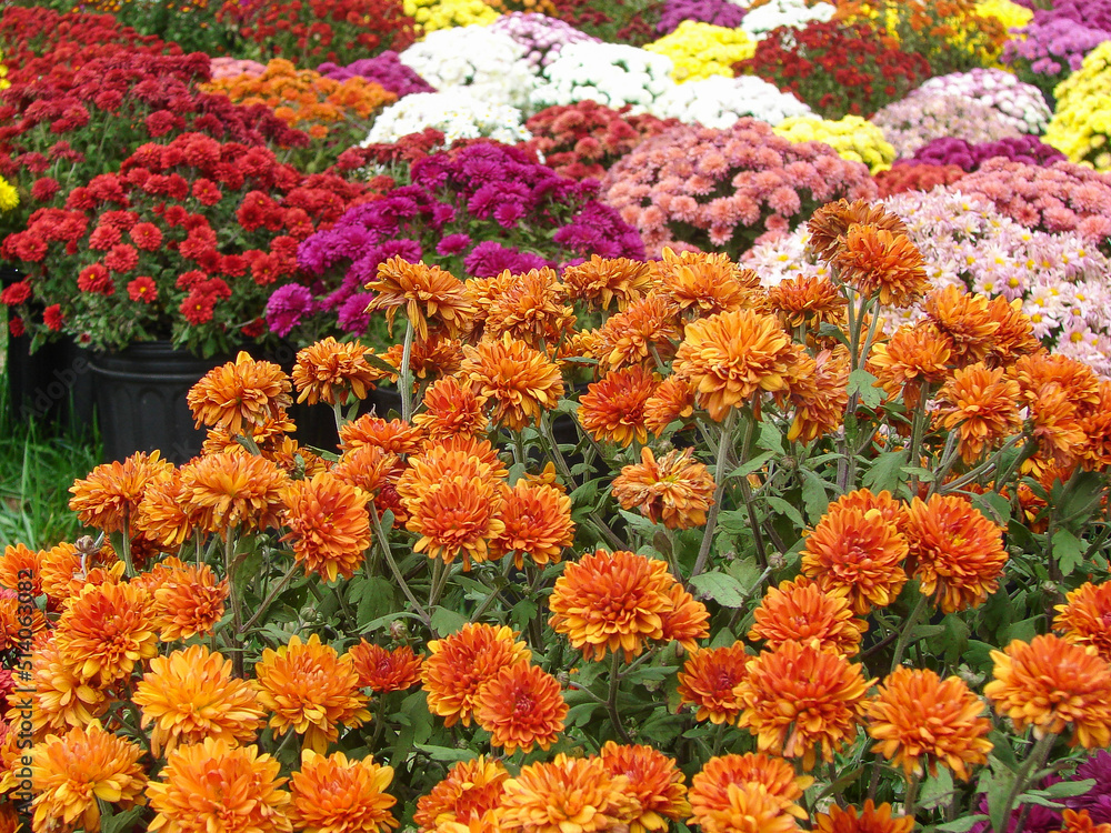 Many Colorful Fall Chrysanthemums
