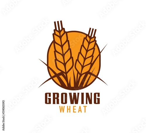 Wheat icon, rice, oat or barley millet and cereal ear, vector farm bakery emblem. Farming agriculture symbol of wheat or rye cereal ear for bread and natural organic product shop