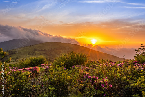Tablou pe pânză Roan Mountain Rhododendron Sunset