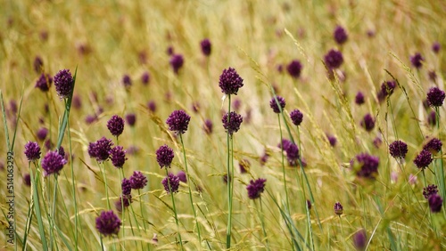 Flowers, round onions, in a field on a summer day. Burgundy meadow flowers.