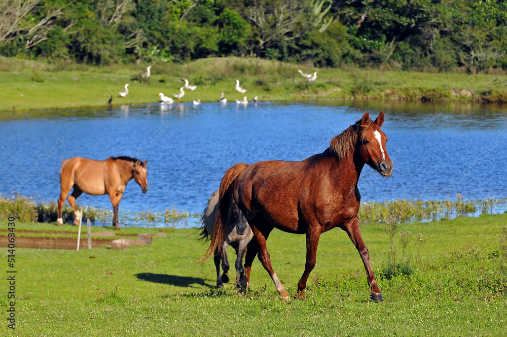 Fototapeta premium Horses in a field with a pond and ducks, in Rio Grande do Sul state countryside, Brazil. Sunny day