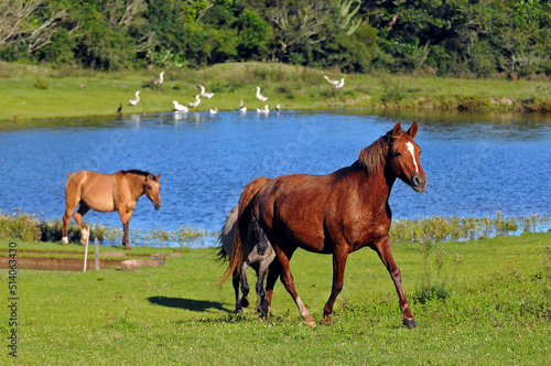 Horses in a field with a pond and ducks, in Rio Grande do Sul state countryside, Brazil.  Sunny day photo