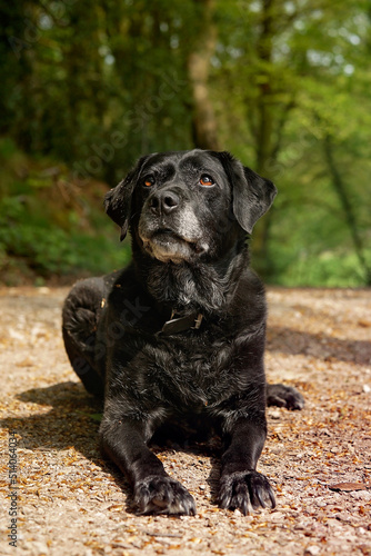 Faithful older black Labrador with grey muzzle lying in the sun
