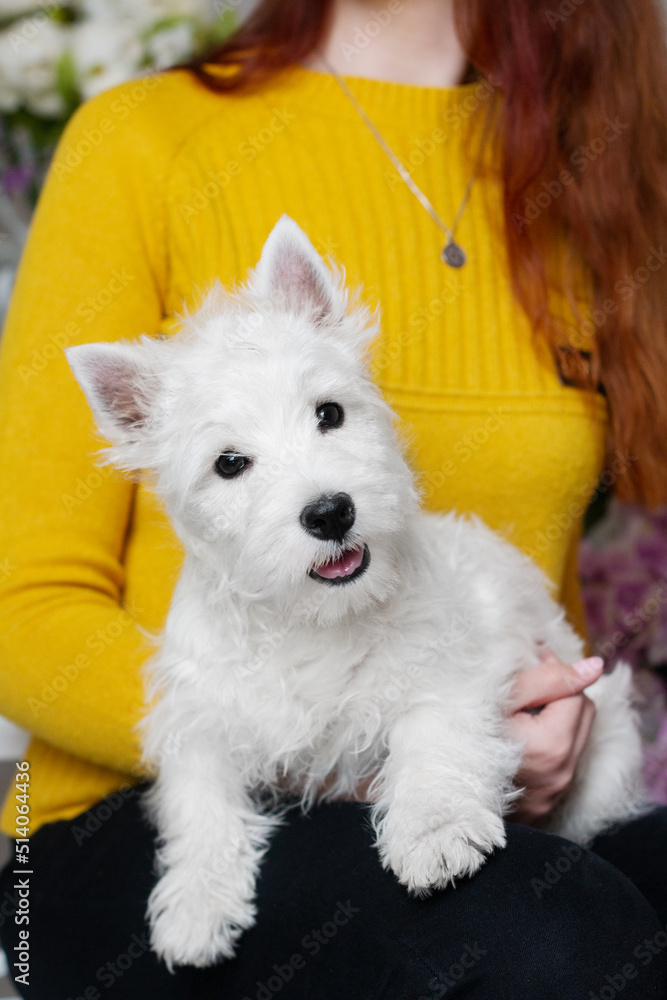 west highland white terrier puppy west highland white terrier puppy