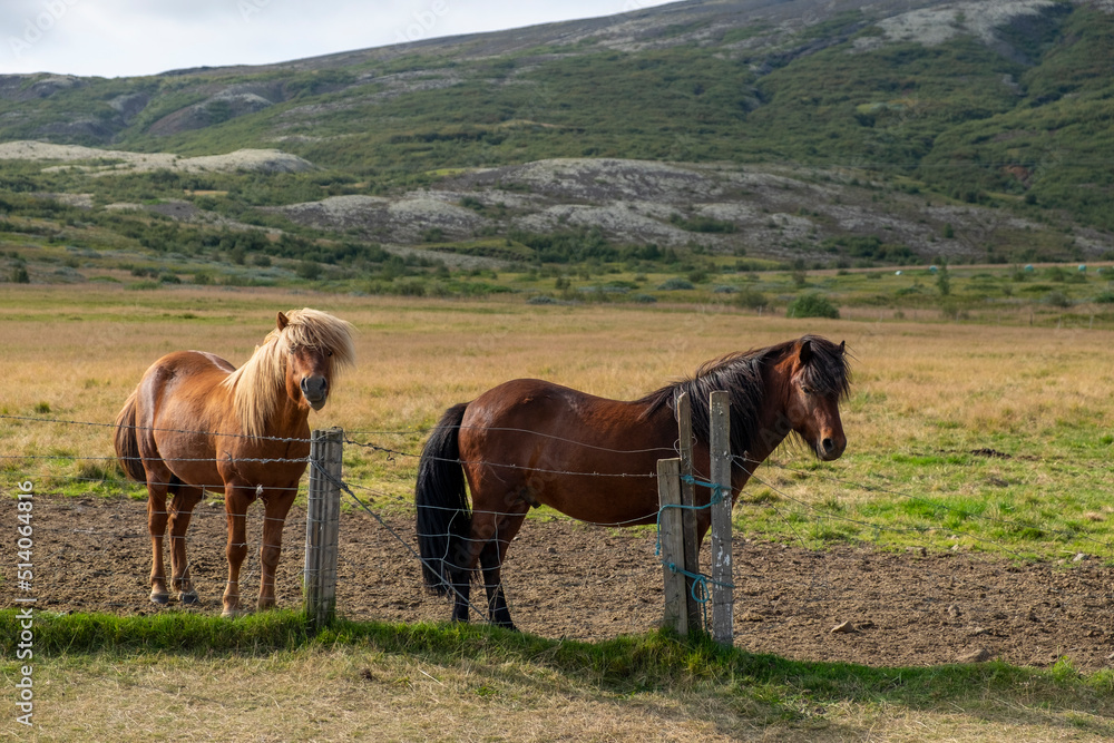 Fototapeta premium Iceland, volcanoes, lava, sun, sea, animals, a wonderful country, waterfalls, colors, every corner is beautiful.