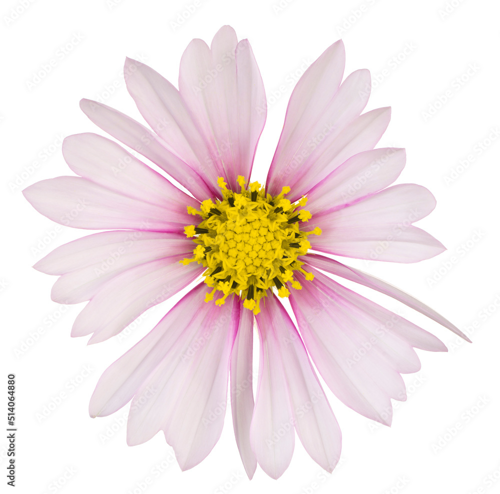 cosmos flower isolated