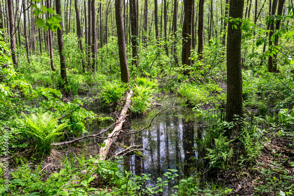 Swamp in the forest in Central Russia Swamp in the forest in Central Russia