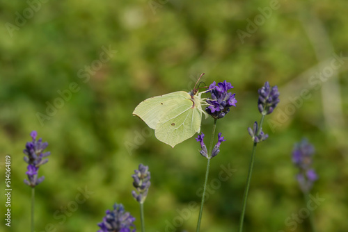 Common brimstone butterfly (Gonepteryx rhamni) sitting on lavender in Zurich, Switzerland © Janine