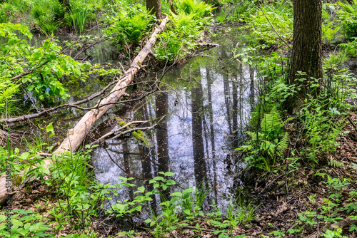 Swamp in  the forest  in Central Russia