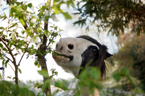 Horse showing teeth while eating leaves off of a tree, funny