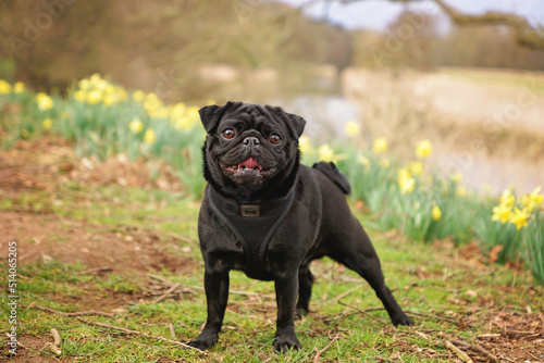 Black pug dog standing outside in daffodils on a spring day photo