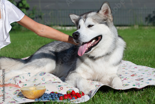 Obraz na plátně alaskan malamute dog in the garden on the picnic