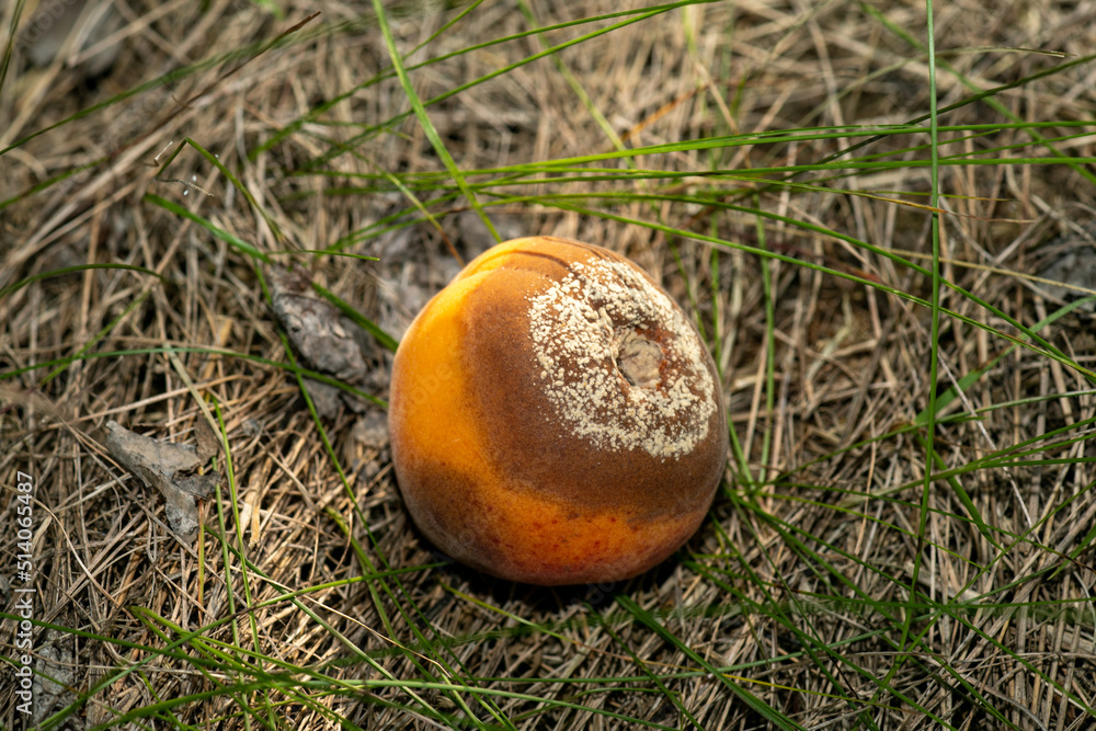 Infected and rotten apricots fall to the ground, Monilia laxa infestation plant disease Infected and rotten apricots fall to the ground, Monilia laxa infestation plant disease