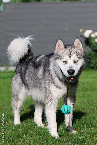 alaskan malamute dog in the garden playing with a ball