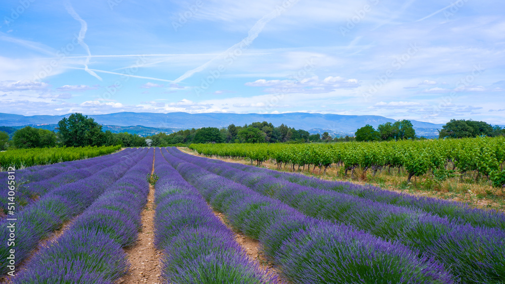 Fototapeta premium Blooming lavender fields flanked by vineyards in Provence, France