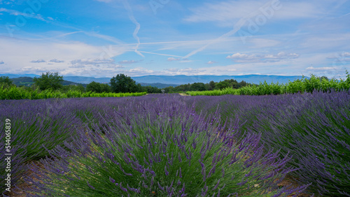 Blooming lavender fields flanked by vineyards in Provence, France