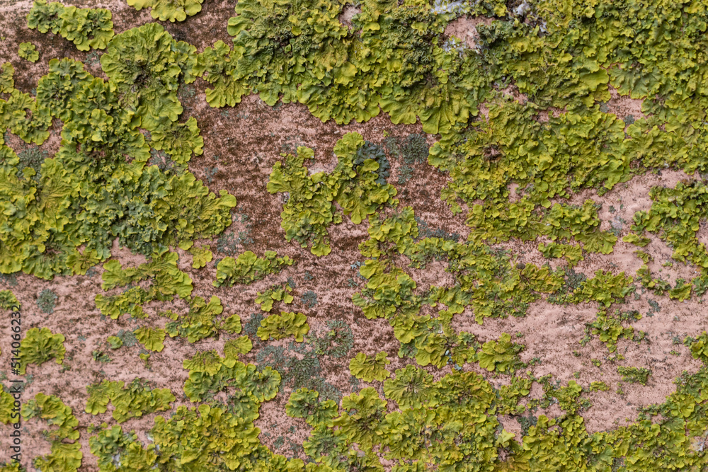 Textura de pared de piedra natural con musgo, color verde Textura de pared de piedra natural con musgo, color verde