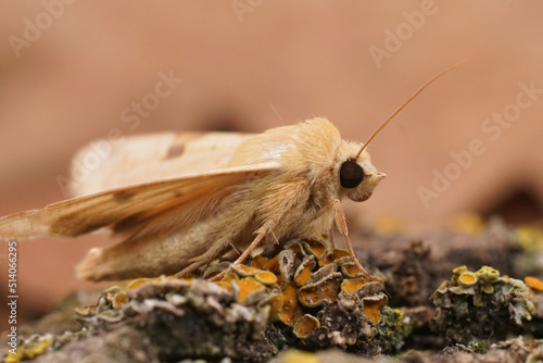 Closeup on the yellow colored Bordered strawmoth, Heliothis peltigera sitting on wood with open wings photo