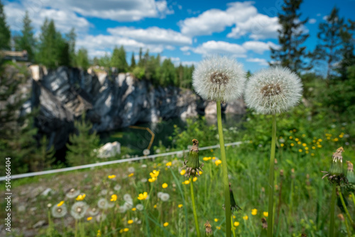 Summer landscape in Karelia. Dandelions close-up on the background of a marble quarry in the mountain park of Ruskeala, Russia