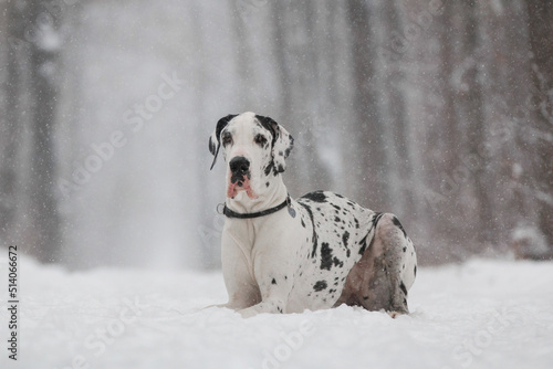 great dane dog in the winter forest