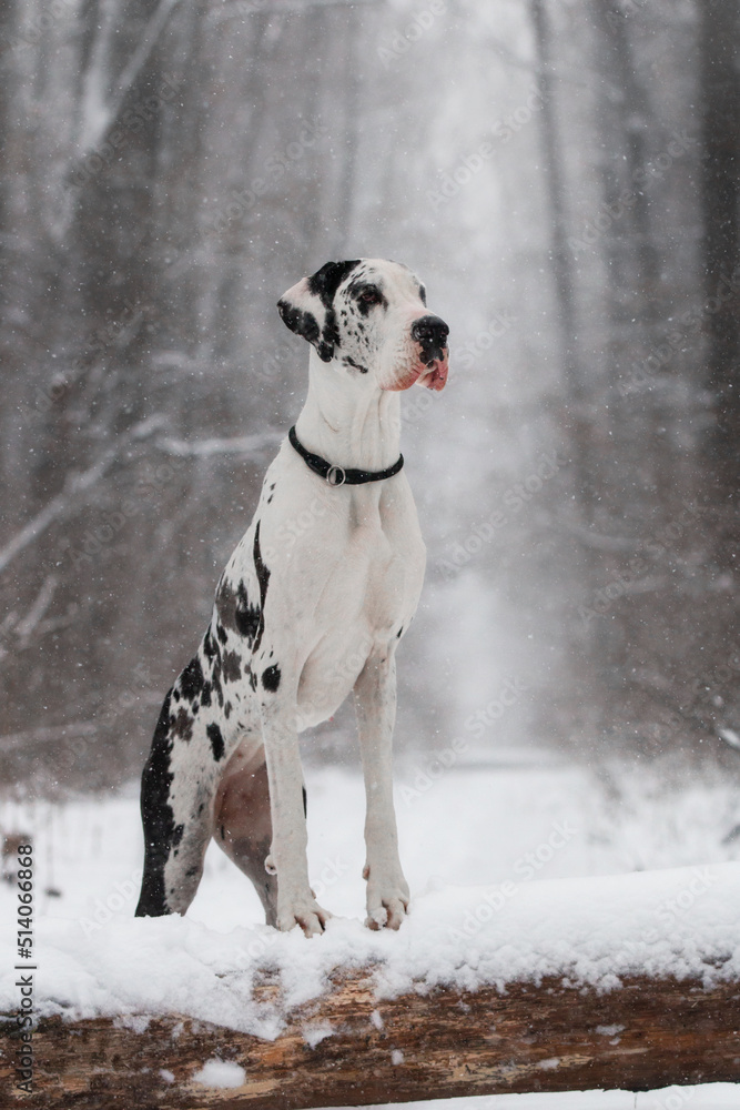 great dane dog in the winter forest