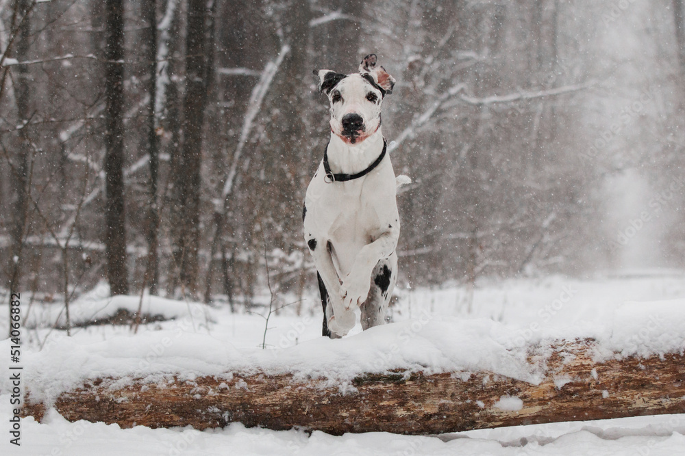 great dane dog in the winter forest