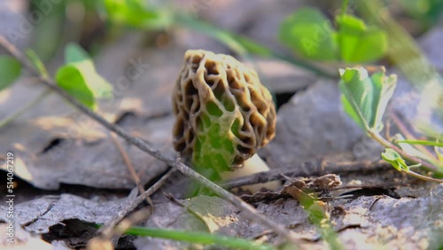 Morel in the grass. spring morel close-up. Mushroom Morel close-up.