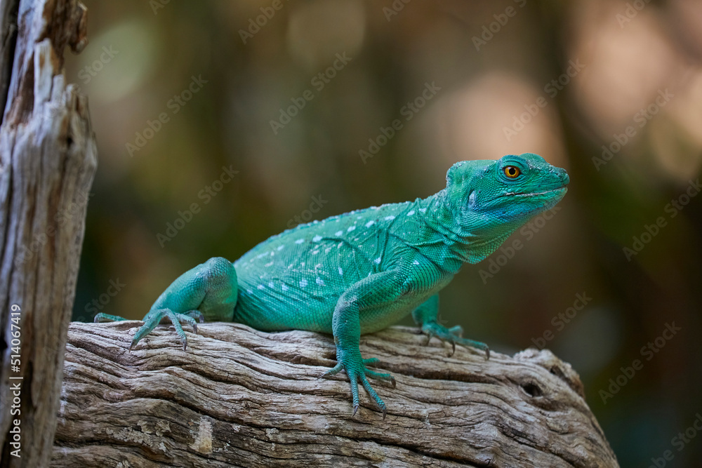 Fototapeta premium Beautiful turquoise lizard on observation post, close-up.