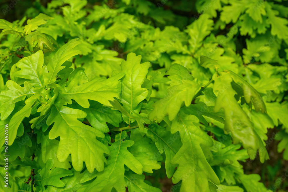 oak foliage background. Bright green leaves of the oak tree oak foliage background. Bright green leaves of the oak tree