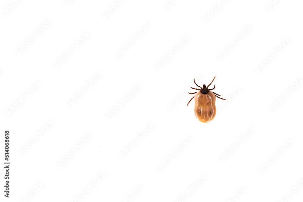 Top view of a tick isolated on white background Top view of a tick isolated on white background