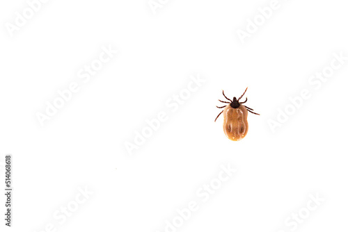 Top view of a tick isolated on white background photo